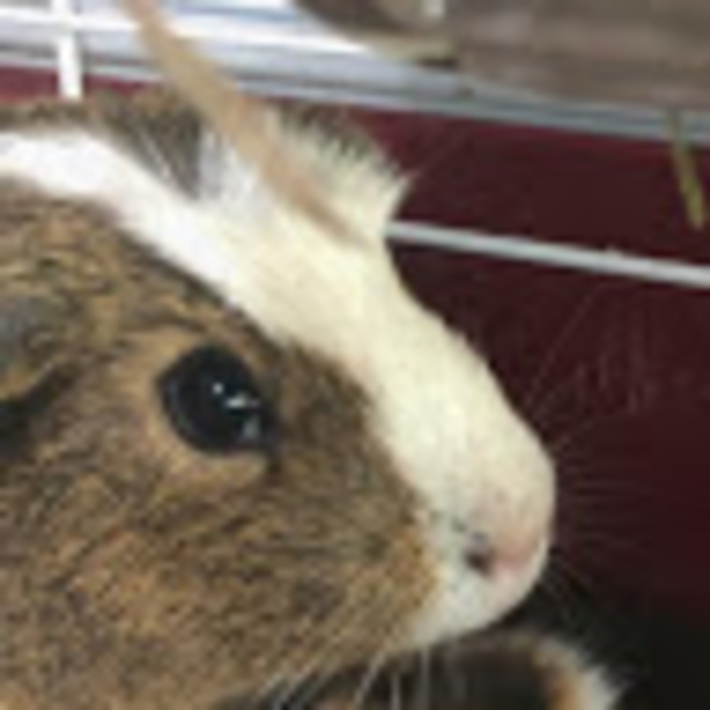 Meet your Posher, Misti